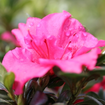 Rhododendron x - Bloom-A-Thon® Hot Pink