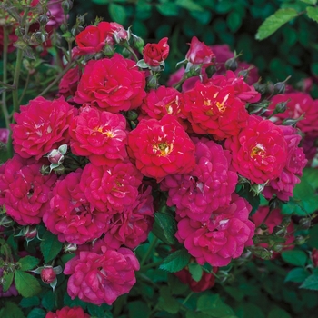 Rosa polyantha 'Children's Hope' - Children's Hope Rose