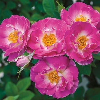 Rosa climber 'Cupid's Kisses' - Climbing Cupid's Kisses Rose