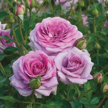Rosa floribunda 'Violet's Pride' - Violet's Pride Rose