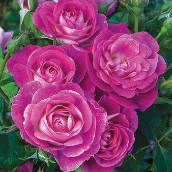 Rosa floribunda 'Easy To Please' - Easy To Please Rose