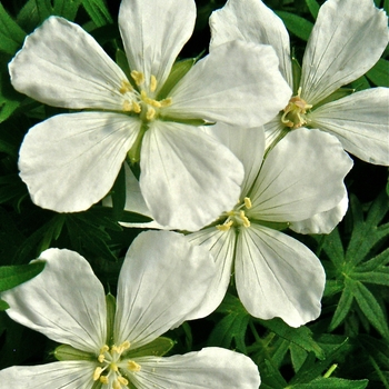 Geranium sanguineum 'Album' - White Cranesbill