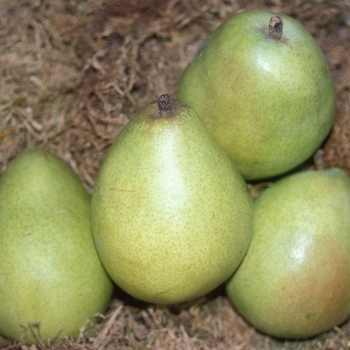 Pyrus communis 'D'Anjou' - D'Anjou Pear