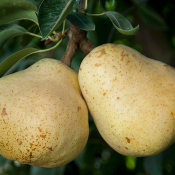 Pyrus communis 'Bartlett' - Bartlett Pear