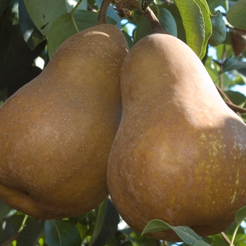 Pyrus communis 'Bosc' - Bosc Pear