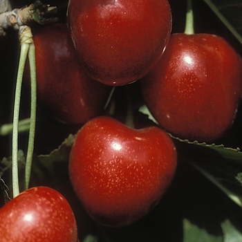 Prunus avium 'Stella' - Stella Cherry