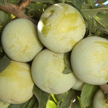 Plum x Apricot 'Flavor Queen' - Flavor Queen Pluot