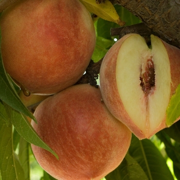 Prunus persica 'Babcock' - Babcock Peach