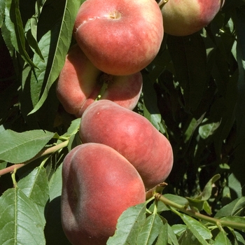 Prunus persica 'Donut' - Donut Peach