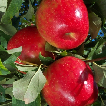 Malus 'Honeycrisp' - Honeycrisp Apple