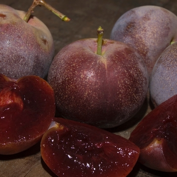 Prunus salicina 'Satsuma' - Satsuma Plum