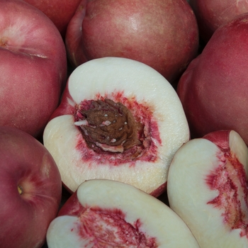 Prunus persica nucipercica 'Spice Zee' - Spice Zee Nectarine
