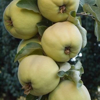 Cydonia oblonga 'Pineapple' - Pineapple Quince