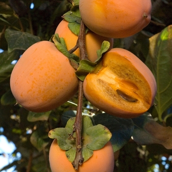 Diospyros kaki 'Chocolate' - Chocolate Persimmon