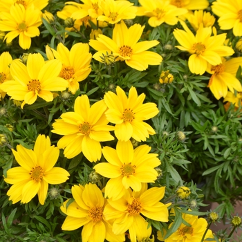 Bidens ferufolia 'Pop Star' - Bidens ferufolia 'Pop Star'