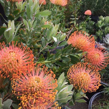 Leucospermum cordifolium 'Salmon Bud' - Pincushion