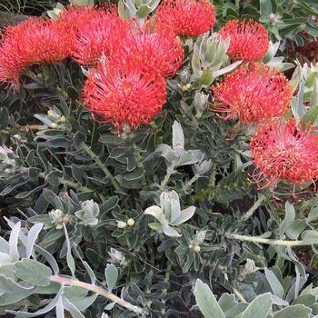 Leucospermum cordifolium 'Red Form' - Red Pincushion