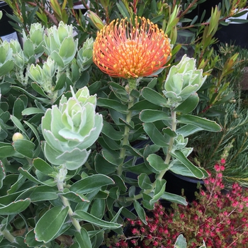 Leucospermum cordifolium 'Vlam' - Pincushion