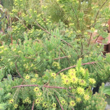 Melaleuca incana 'Prostrate Form' - Honey Myrtle