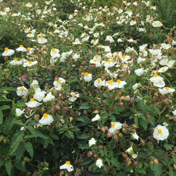 Cistus corbariensis - White Rockrose
