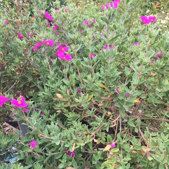 Cistus 'Santa Cruz' - Pink Rockrose