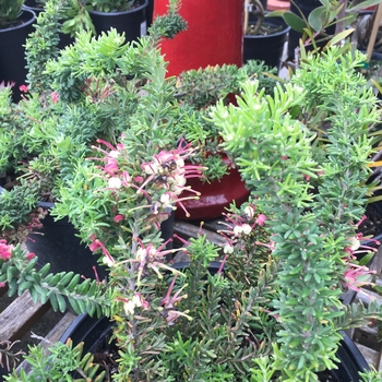 Grevillea lanigera 'Coastal Gem' - Wooly Grevillea