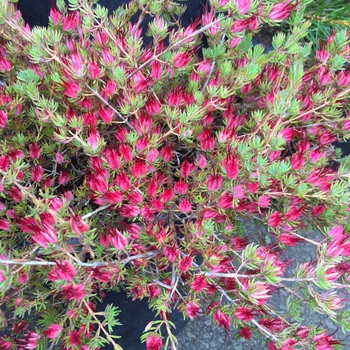 Grevillea nudiflora 'Medusa' - Medusa Grevillea