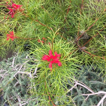 Grevillea 'Bonfire' - Bonfire Grevillea