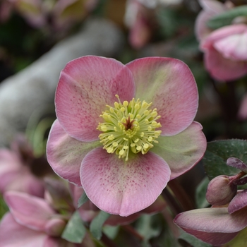 Helleborus 'Pippa's Purple™' - Frostkiss™ Lenton Rose