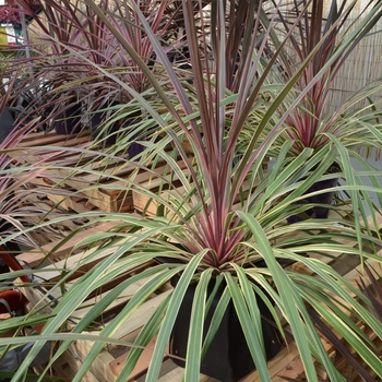 Cordyline 'Can Can' - Dance™ Torbay Palm
