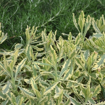 Lavandula allardii 'Meerlo' - 'Meerlo' Lavender