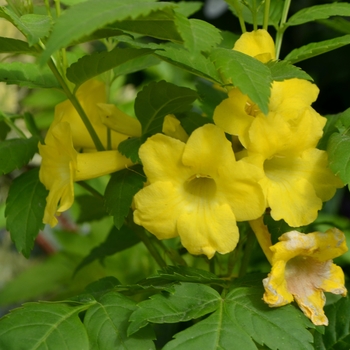 Tecoma 'Lydia' - Yellow Bells