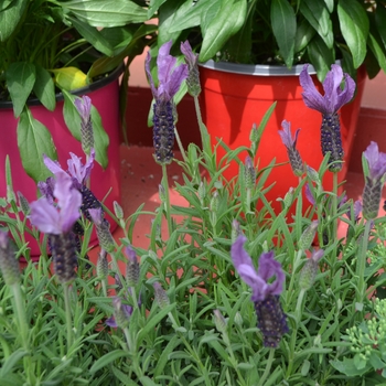 Lavandula stoechas 'Javelin Forte Deep Purple' - Spanish Lavender