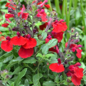 Salvia greggii 'Mirage™ Cherry Red' - Sage