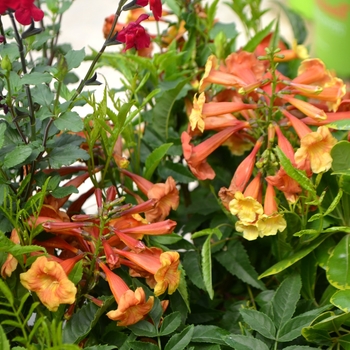 Tecoma 'Bells of Fire' - Tecoma