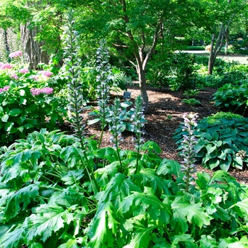 Acanthus mollis - Bear's Breeches