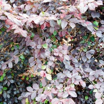 Loropetalum chinense 'Ever Red' - Chinese Fringe Flower