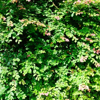 Loropetalum chinense var. rubrum 'Blush' - Chinese Fringeflower