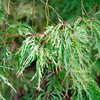 Acer palmatum dissectum 'Inabe Shirdare'