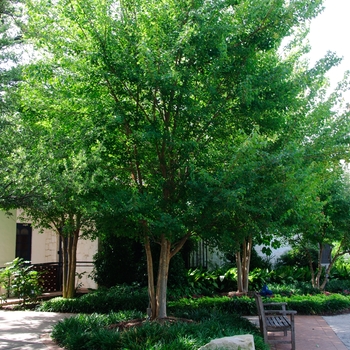 Acer buergerianum - Trident Maple