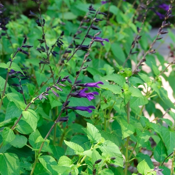 Salvia - 'Amistad' Friendship Sage