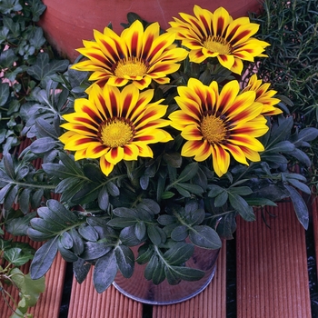 Gazania rigens 'Kiss Yellow Flame' - Gazania