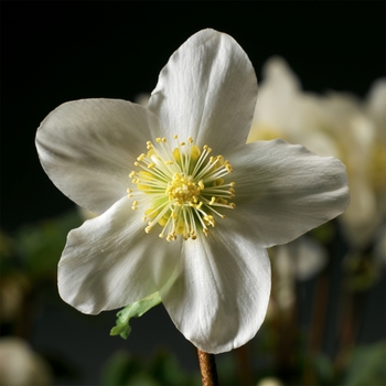 Helleborus niger 'Christmas Carol' - Christmas Rose
