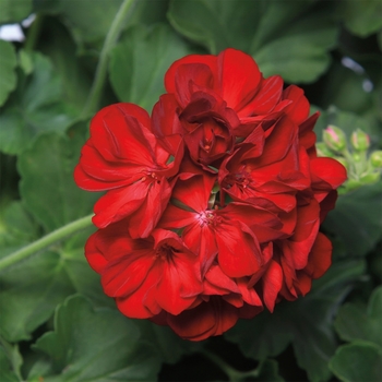 Pelargonium 'Calliope® Medium Dark Red' - Interspecific Geranium