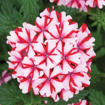 Verbena hybrida 'Lanai® Candy Cane' - Verbena