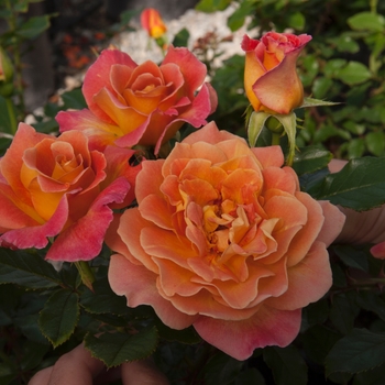 Rosa floribunda 'Rosie the Riveter' - Rosie the Riveter Rose