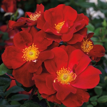 Rosa 'Top Gun' - Top Gun Shrub Rose