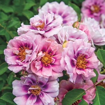 Rosa 'Easy on the Eyes' - Easy on the Eyes Shrub Rose