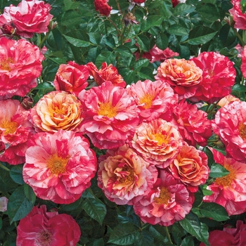 Rosa floribunda 'Frida Kahlo' - Frida Kahlo Rose