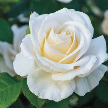 Rosa floribunda 'Easy Spirit' - Easy Spirit Rose